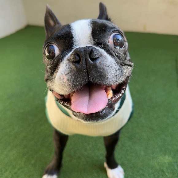 Meet your Posher, Lucas - Picture 1 of 2